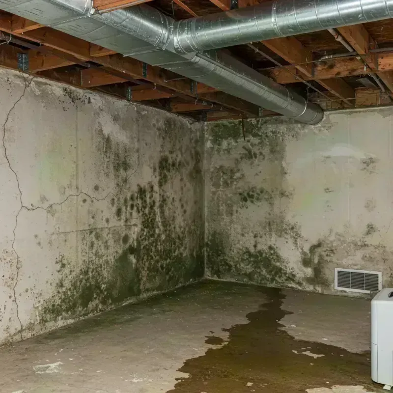 Professional Mold Removal in Carbondale, CO